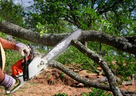 Professional Tree Services in Country Squire Lakes, IN